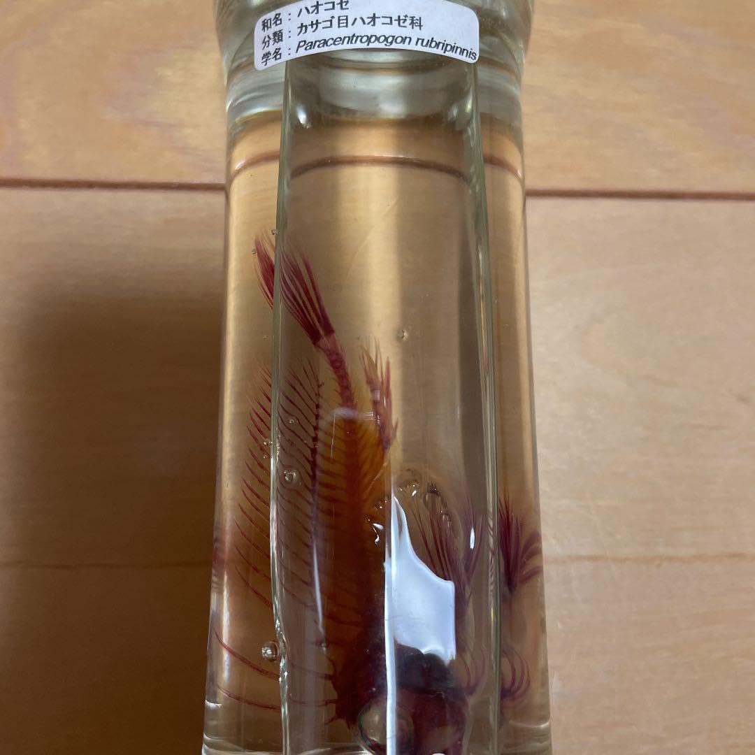 ハオコゼ 標本 化石 透明標本 【公式通販】